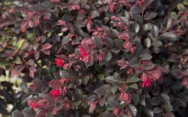 Loropetalum Chinense Ssp.