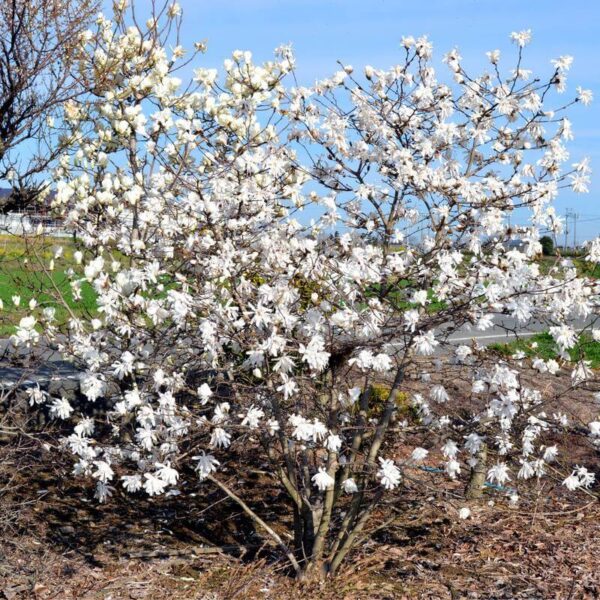 Magnolia Kobus - imagine 2