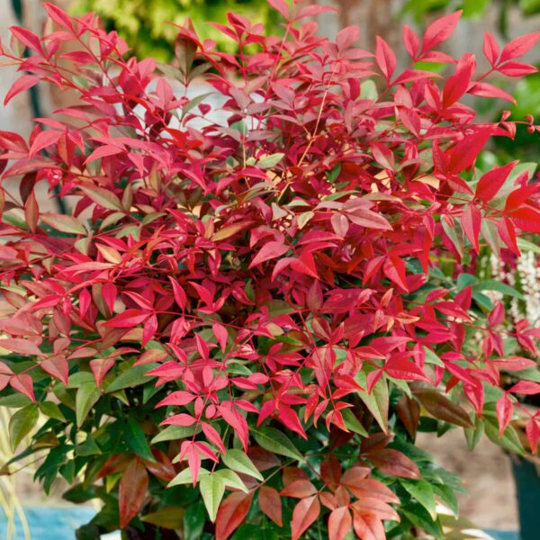 Nandina Domestica Obsessed