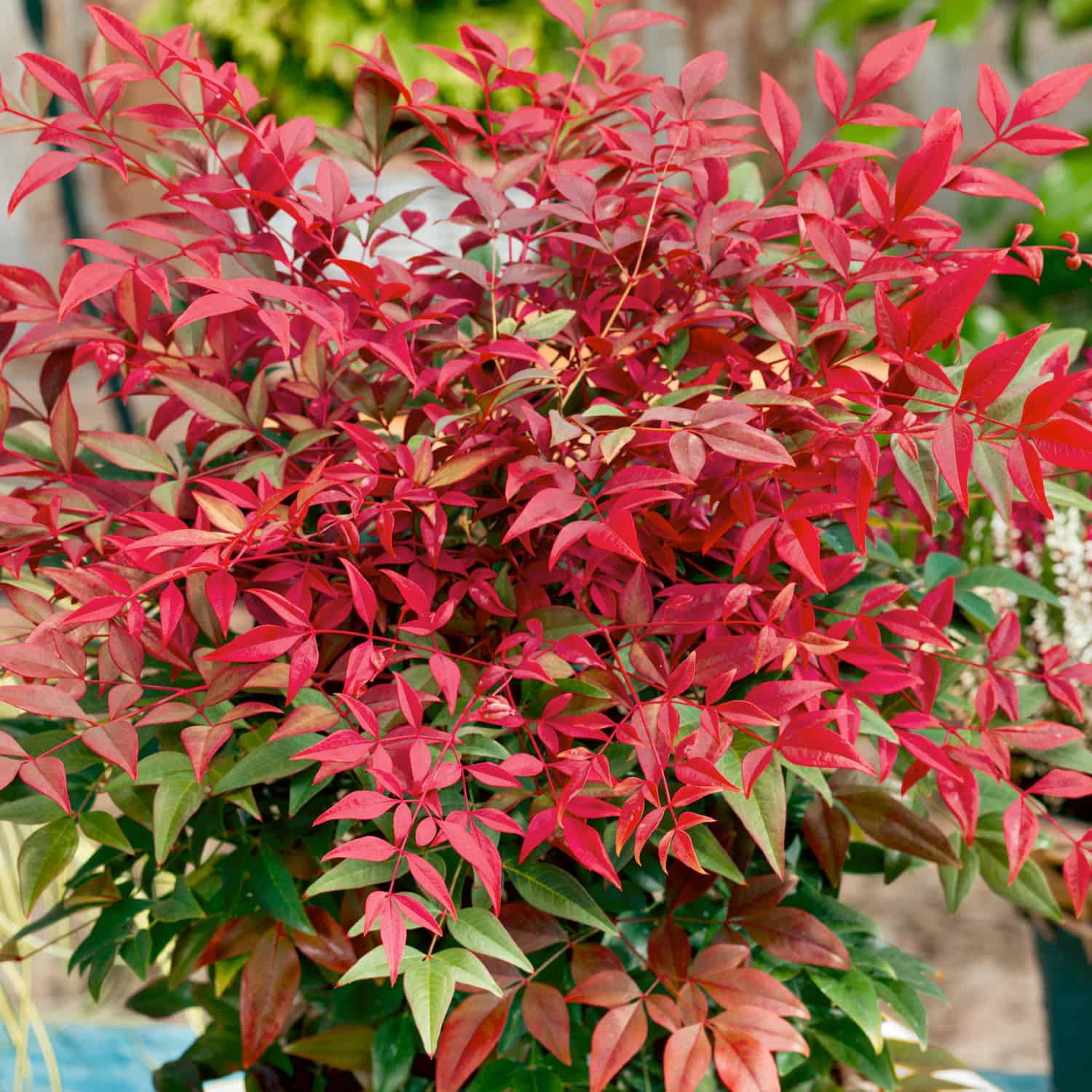 Nandina Domestica Obsessed