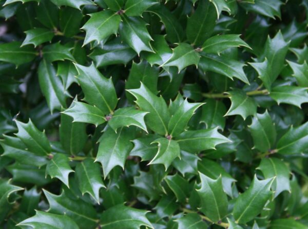 Osmanthus Heterophyllus ssp. - imagine 2
