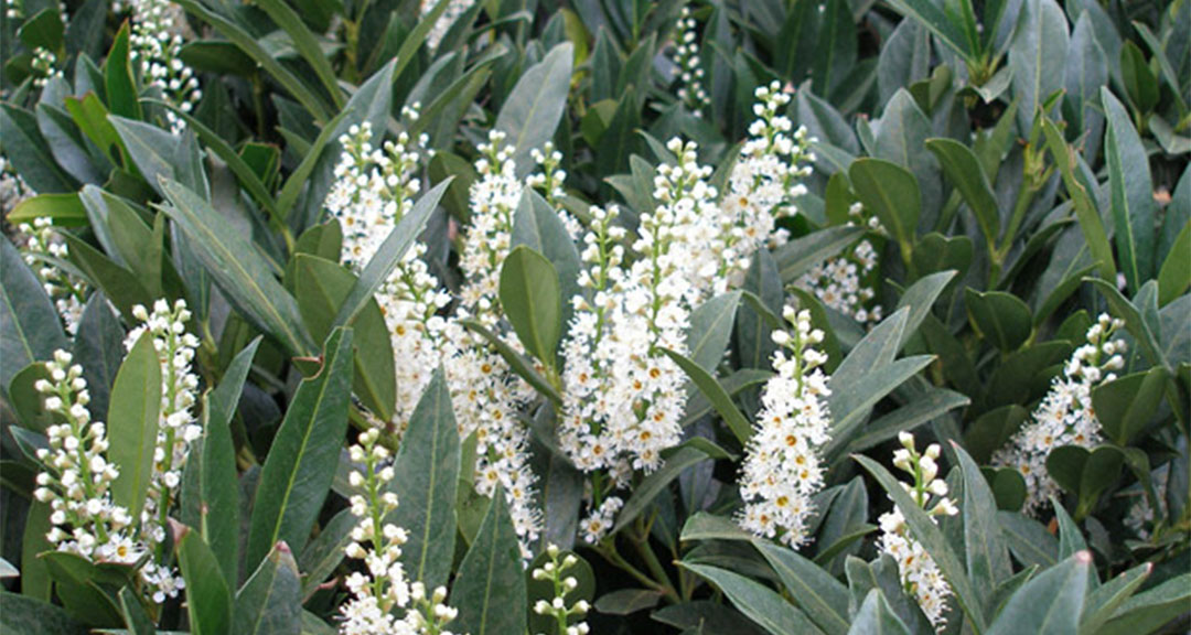 Prunus Laurocerasus Otto Luyken