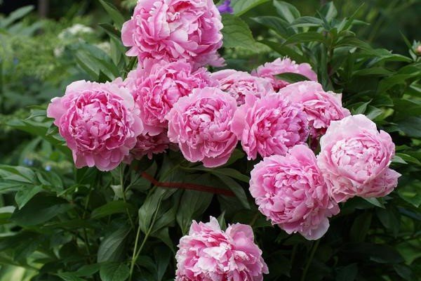 Paeonia Lactiflora Ssp.