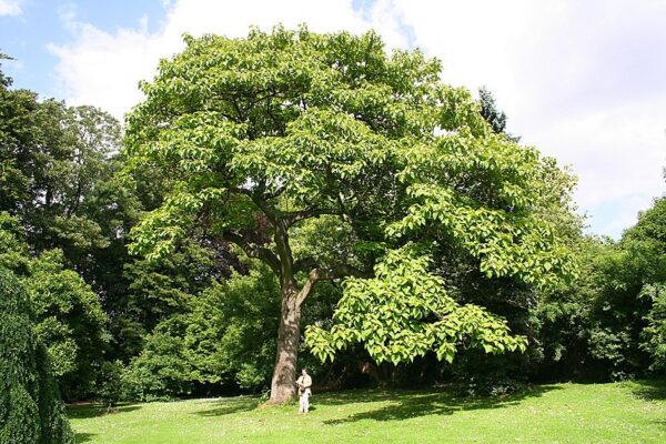 Paulownia Tomentosa