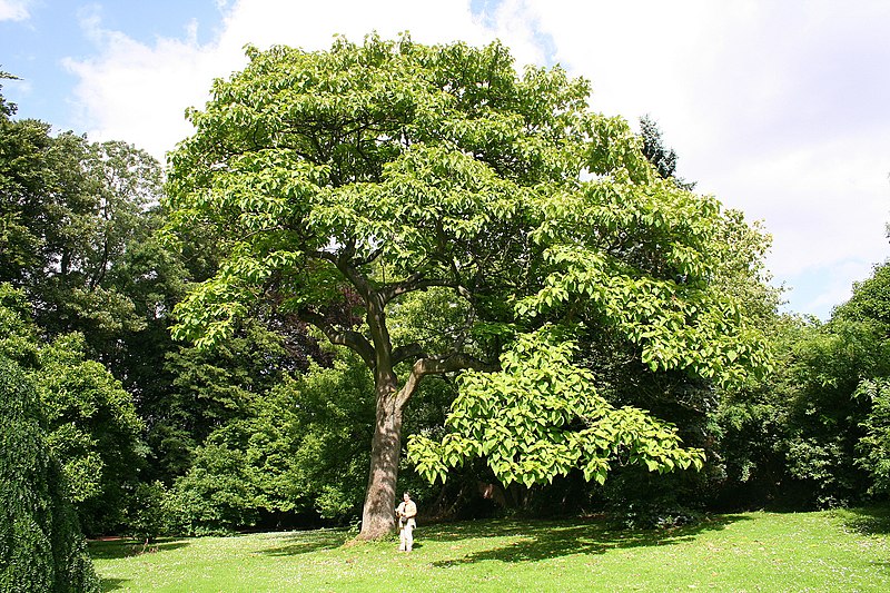 Paulownia Tomentosa