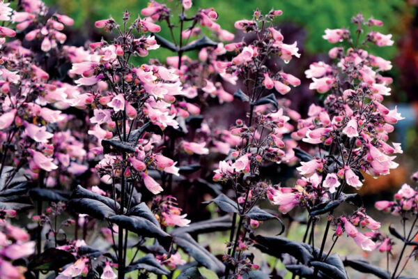 Penstemon Digitalis Dakota Burgundy - imagine 2