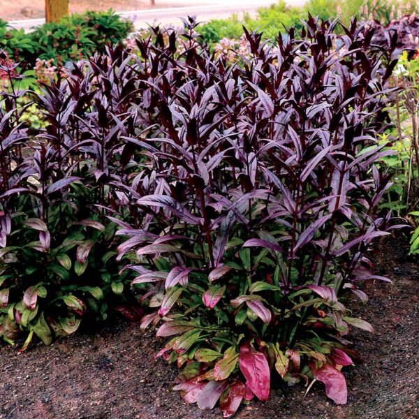 Penstemon Digitalis Dakota Burgundy