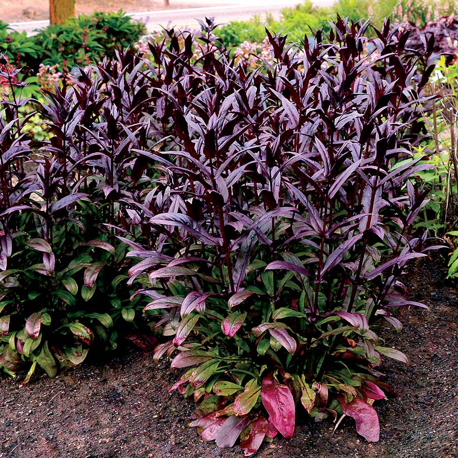 Penstemon Digitalis Dakota Burgundy