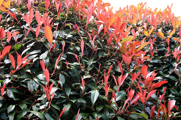 Photinia Fraseri Red Robin