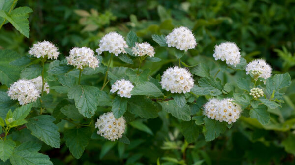 Physocarpus Opulifolius Spp. - imagine 2