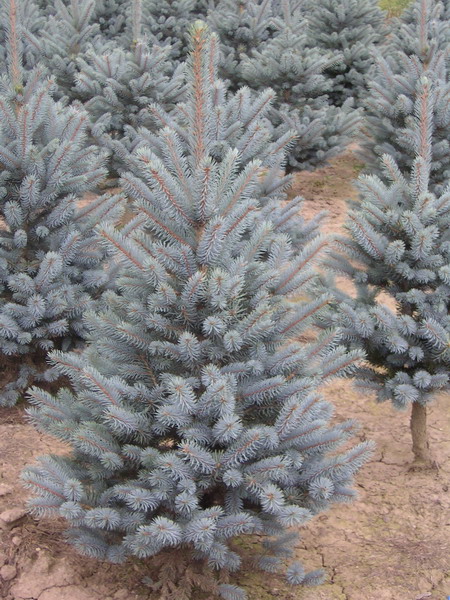 Picea Pungens Edith