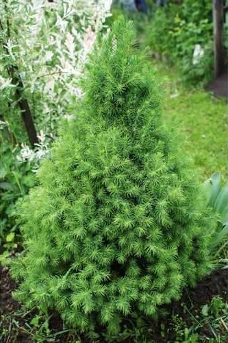Picea Glauca Conica