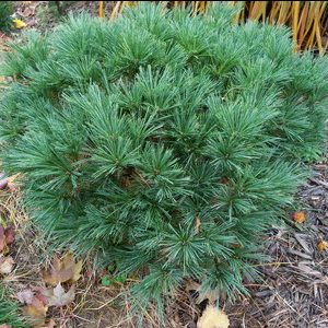 Pinus Strobus Blue Shag