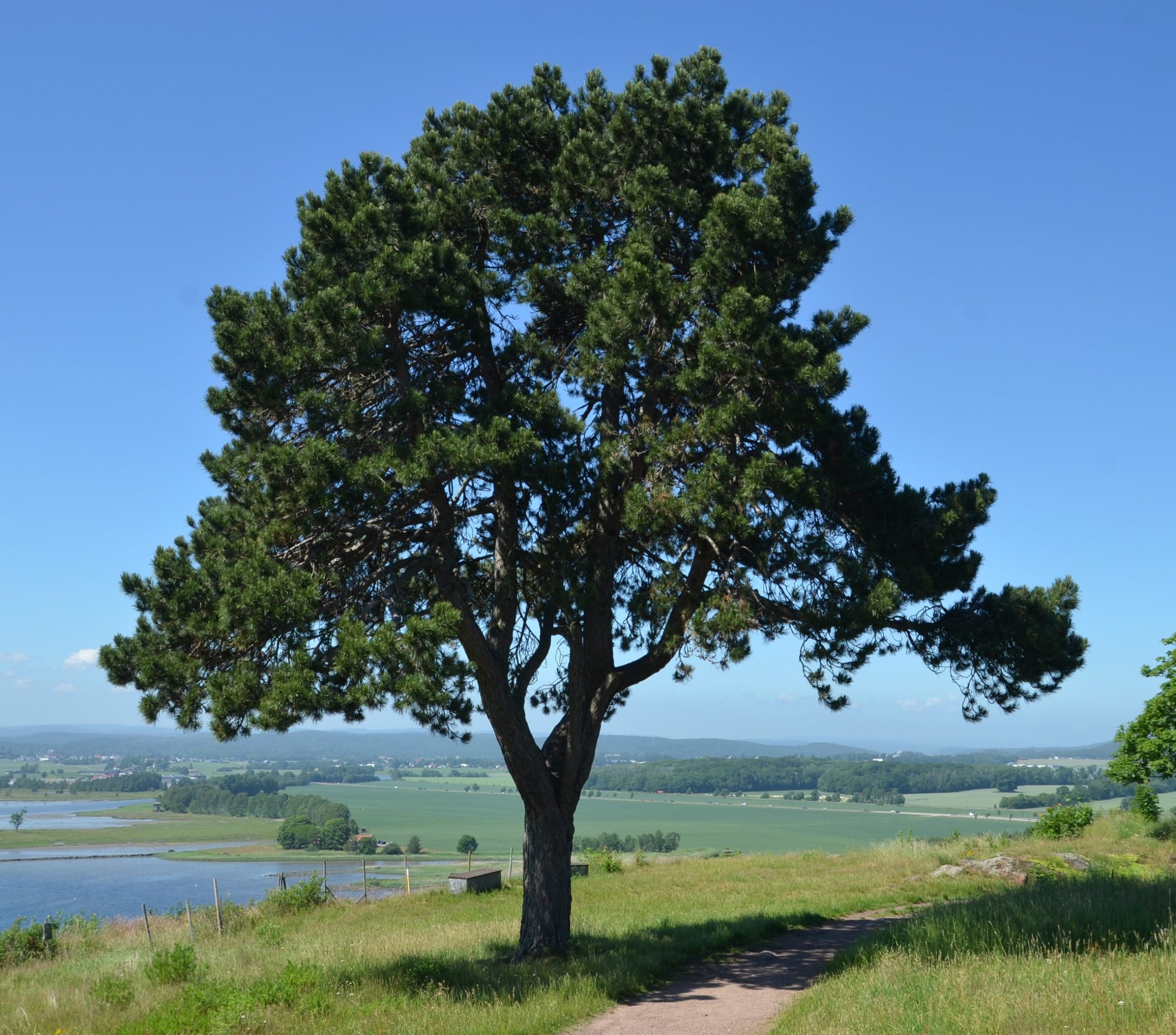 Pinus Nigra
