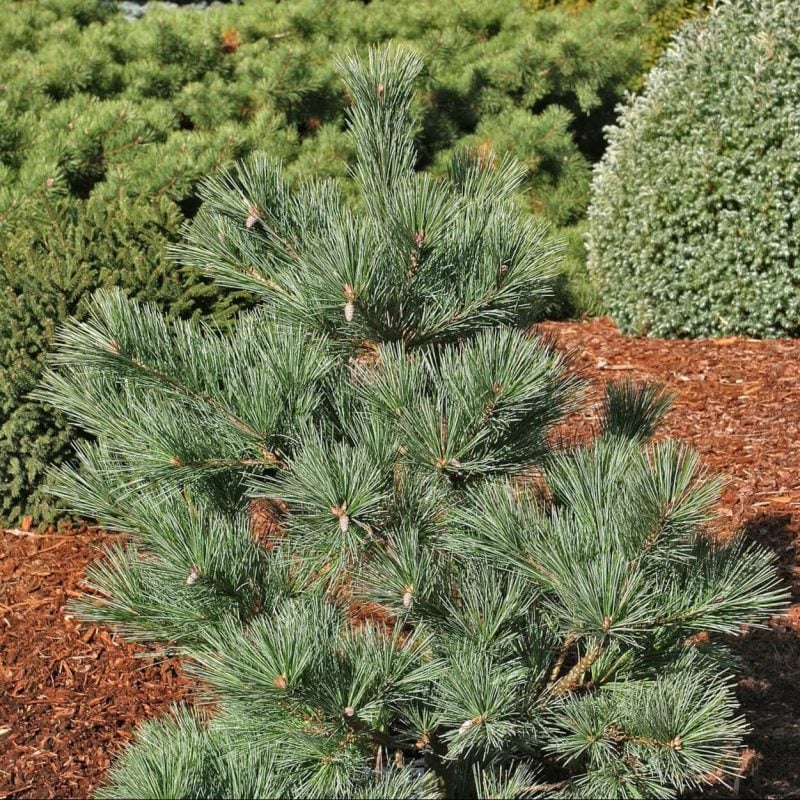 Pinus Strobus Macopin