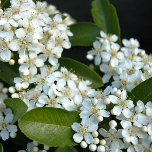 Pyracantha Spp.