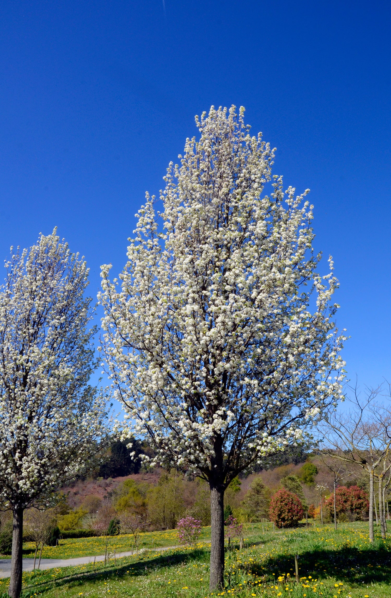 Pyrus Calleryana Chanticleer