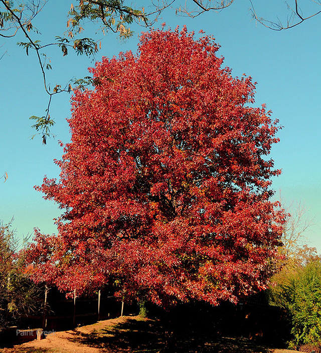 Quercus Rubra