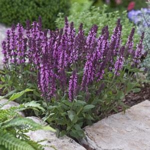 Salvia Nemorosa Ssp.