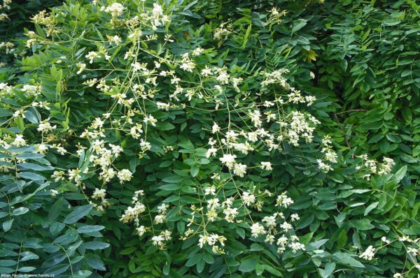 Sophora Japonica Pendula - imagine 2