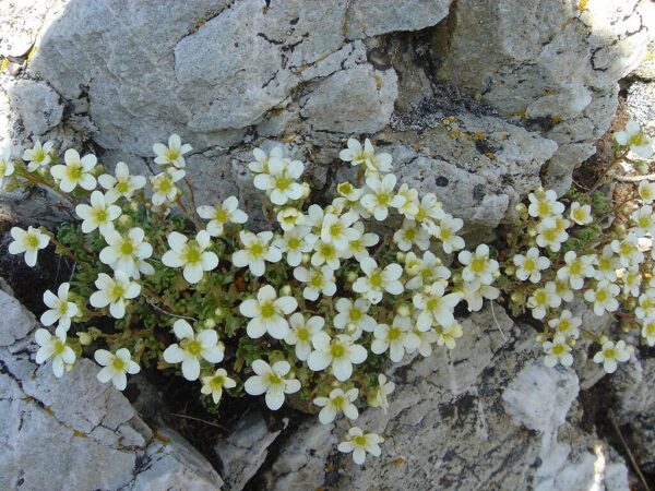 Saxifraga Arendsii Ssp. - imagine 2