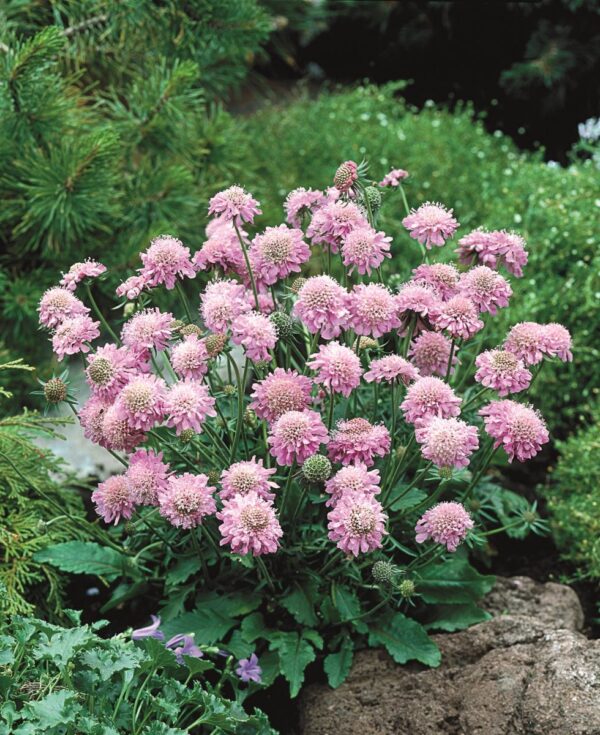 Scabiosa Columb Pink Mist