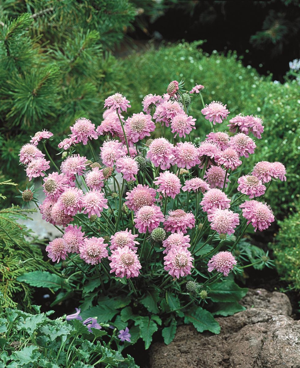 Scabiosa Columb Pink Mist