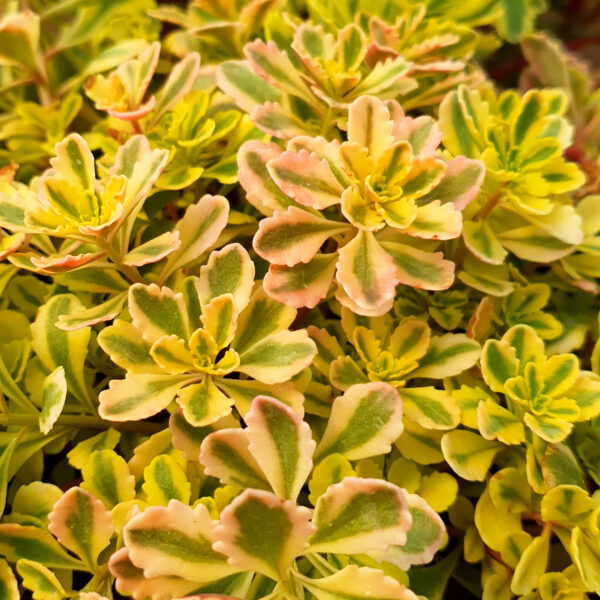 Sedum Ssp. - imagine 5