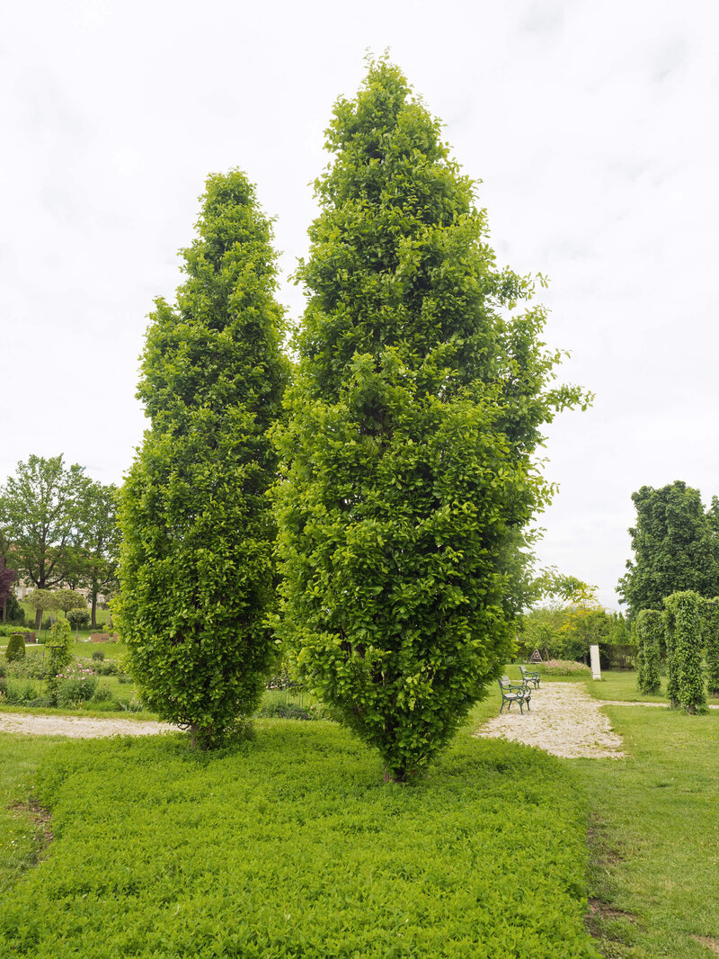 Quercus Robur Fastigiata Koster