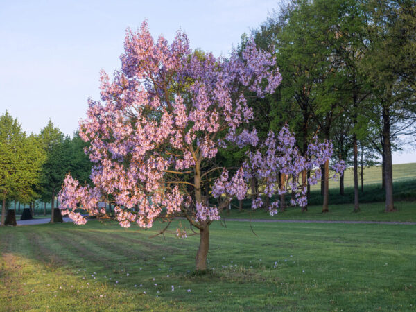 Paulownia Tomentosa - imagine 2