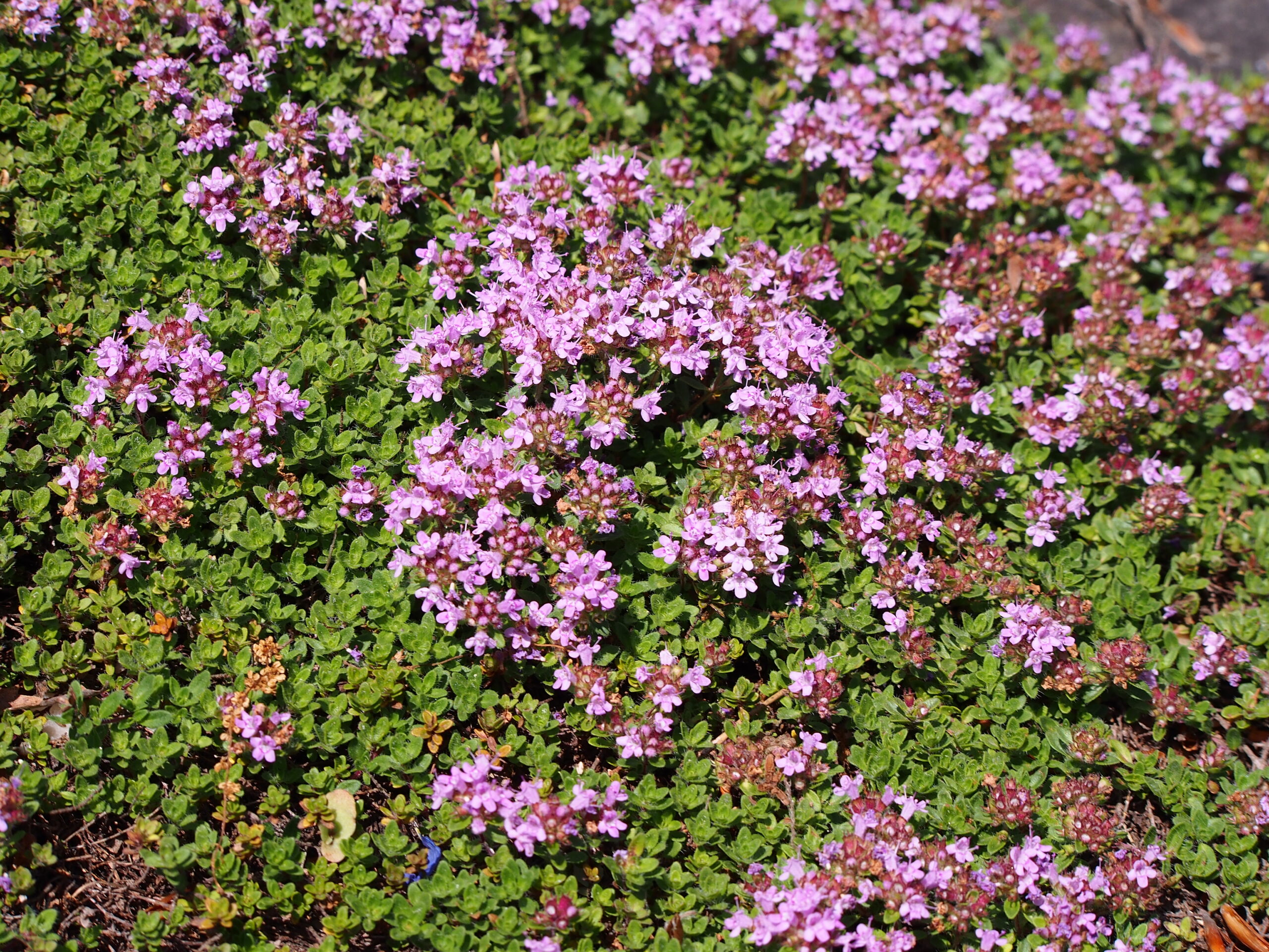Thymus Praecox Coccineus