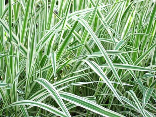 Glyceria Maxima Variegata