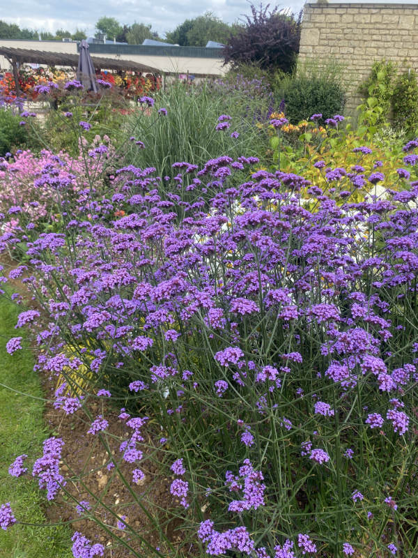 Verbena Bonariensis