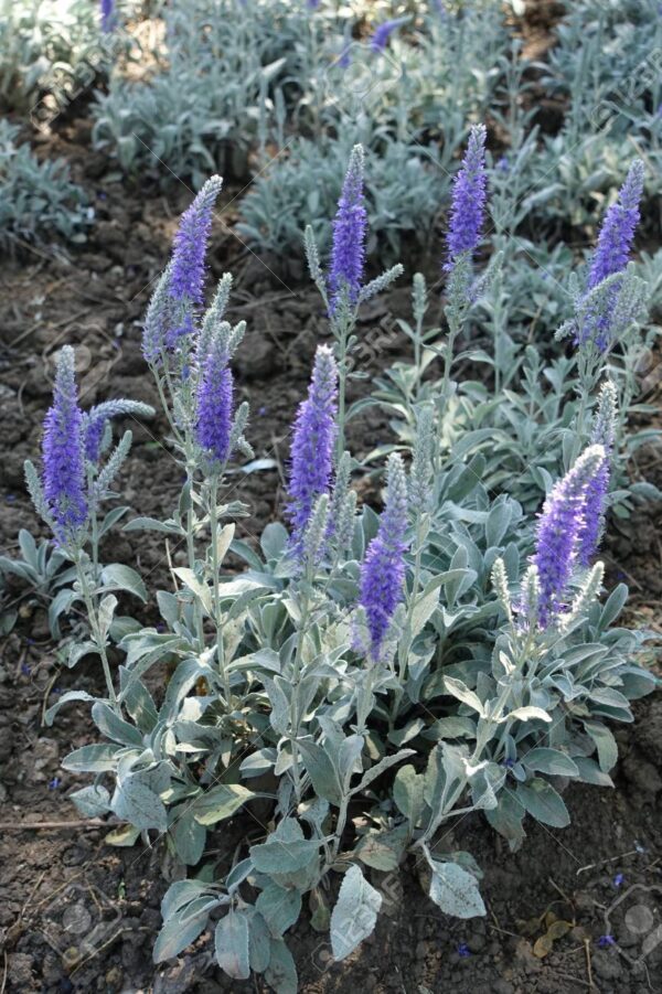 Veronica Spicata Ssp.