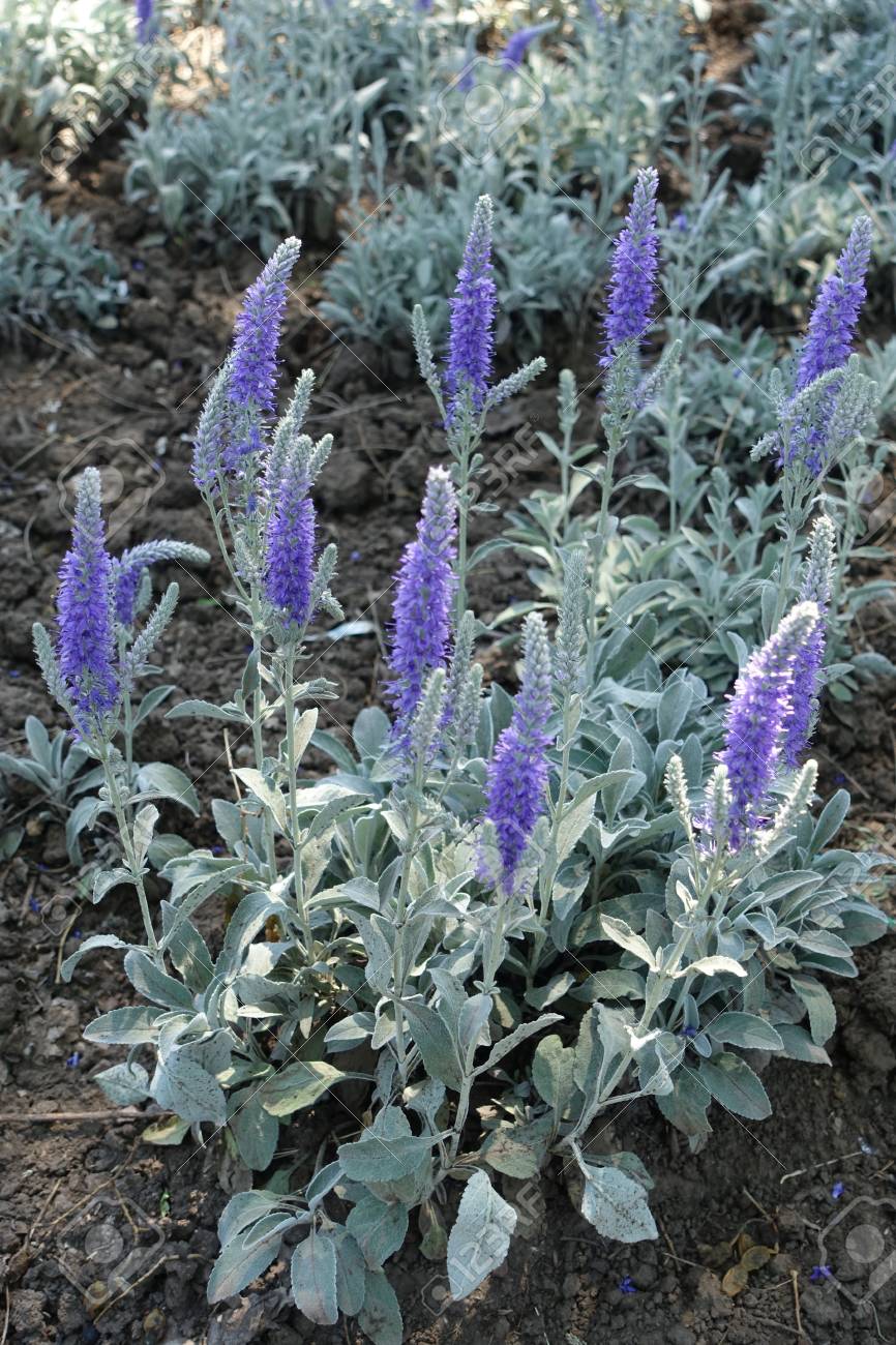 Veronica Spicata Ssp.