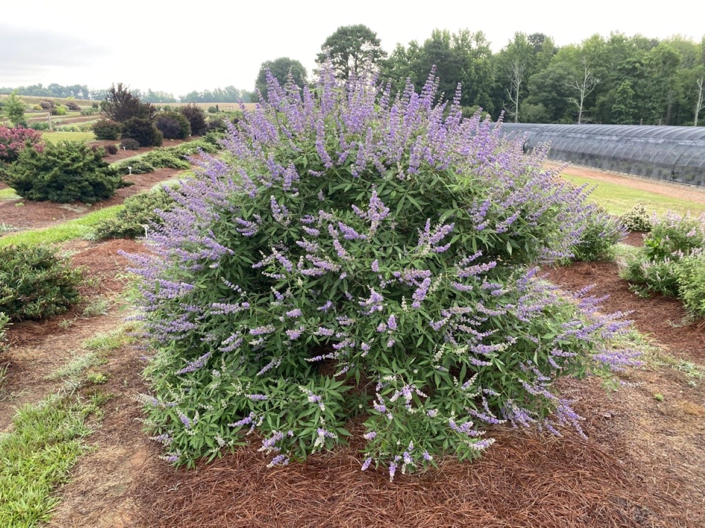 Vitex Agnus-Castus