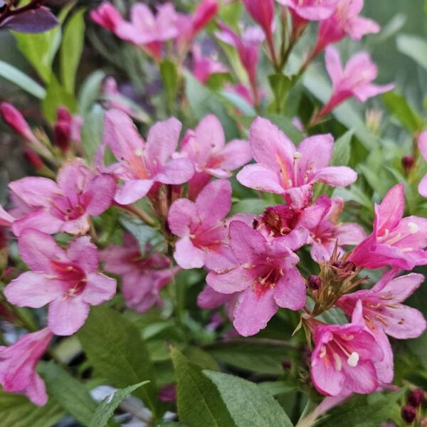 Weigela Florida Ssp.