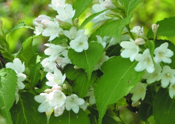 Weigela Florida Ssp. - imagine 3