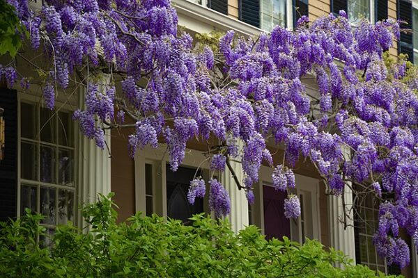 Wisteria Chinensis
