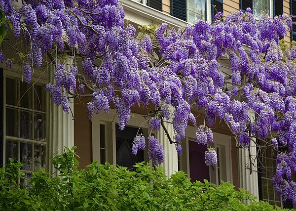 Wisteria Chinensis