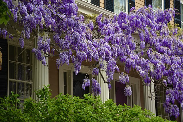 Wisteria Chinensis