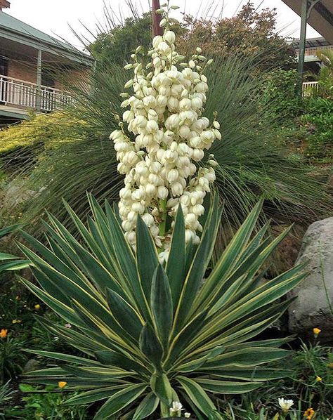 Yucca Gloriosa Ssp.