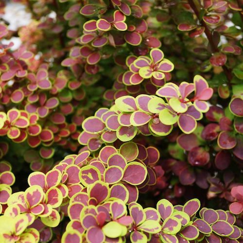 Berberis Thunbergii Ssp.