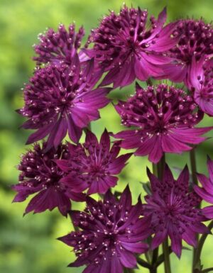 Astrantia Major Ssp.