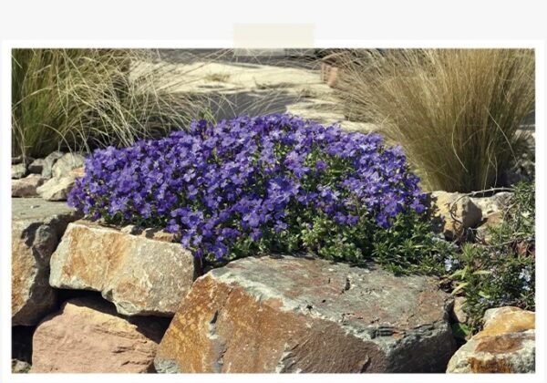 Aubrieta Ssp. - imagine 2