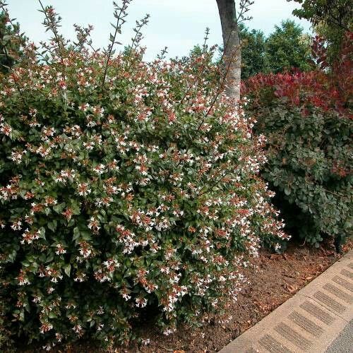 Abelia Grandiflora Ssp.