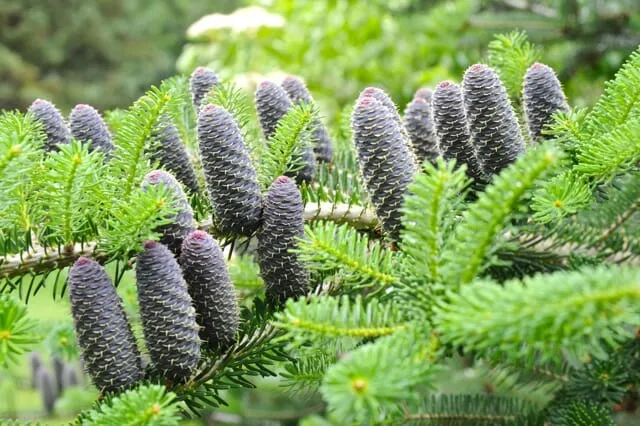 Abies Koreana