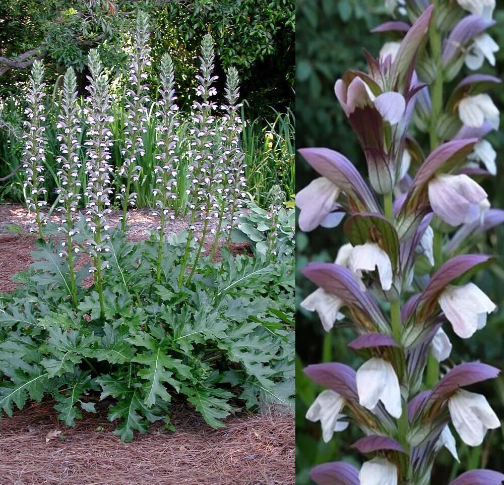 Acanthus Mollis