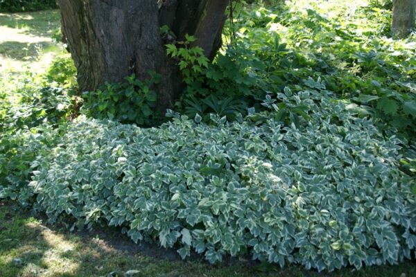Aegopodium Podagraria Variegatum