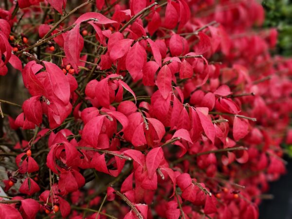 Euonymus Alatus Compactus
